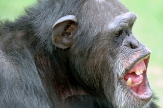 Illustration for article titled Chimpanzees Take Us Beyond Good And Evil